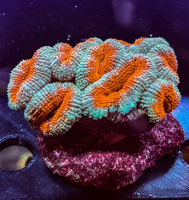 Kaenan's Reef Saltwater and Corals 12