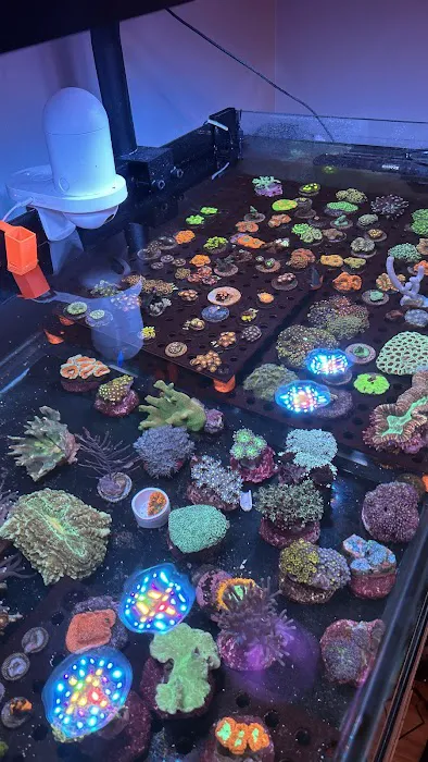 Kaenan's Reef Saltwater and Corals 12