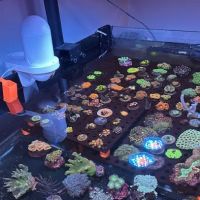 Kaenan's Reef Saltwater and Corals ico