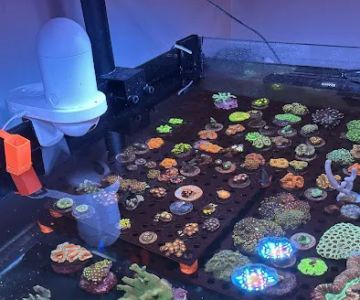 Kaenan's Reef Saltwater and Corals