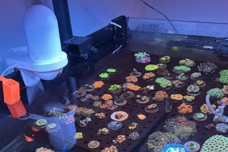 Kaenan's Reef Saltwater and Corals