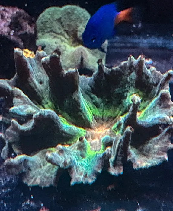 Kaenan's Reef Saltwater and Corals 12