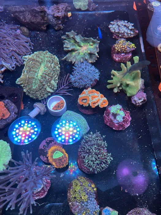 Kaenan's Reef Saltwater and Corals 12