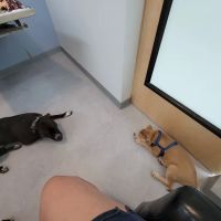 Riverbend Veterinary PetCare Hospital ico