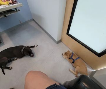 Riverbend Veterinary PetCare Hospital