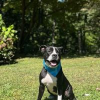 TotalBond Veterinary Hospital at Forestbrook ico