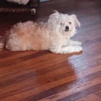 Eastridge Animal Hospital ico