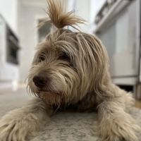 Grace Animal Hospital ico