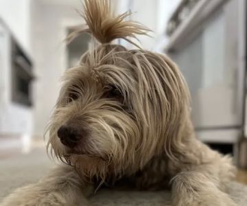 Grace Animal Hospital
