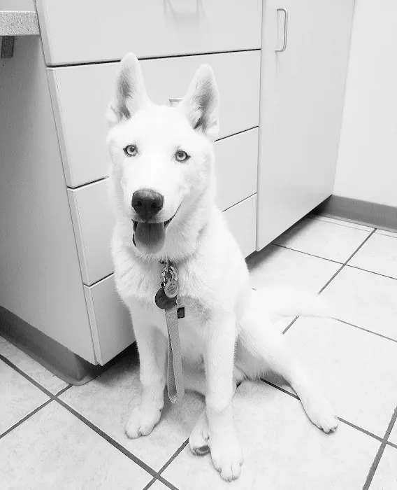 Grace Animal Hospital 7