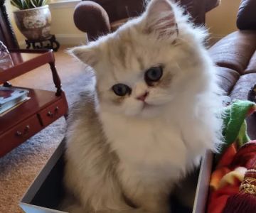 Carley's Cattery