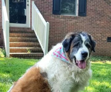 Central Piedmont Mobile Veterinary Services