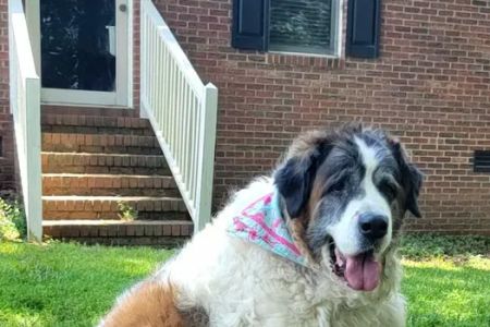 Central Piedmont Mobile Veterinary Services
