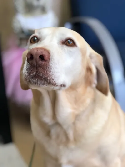 Mt. Pleasant Animal Hospital 9