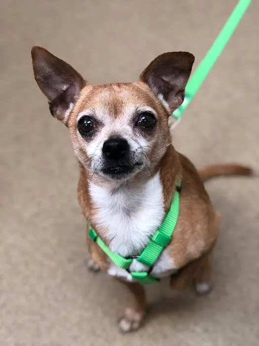 Mt. Pleasant Animal Hospital 5