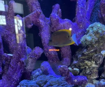 The Reef Doctor