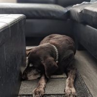 Bear Creek Veterinary Hospital ico