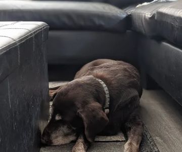 Bear Creek Veterinary Hospital