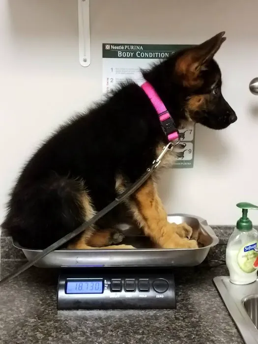 Bear Creek Veterinary Hospital 6