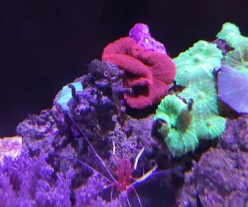Swans Ponds and Aquatics, LLC