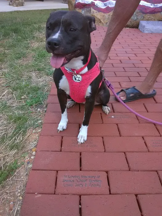 Albemarle Animal Clinic 1