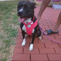 Albemarle Animal Clinic ico