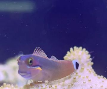 7 Seas Aquatics LLC