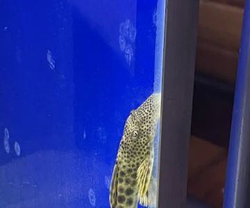 onlinetropicalfish.com