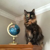Bloomfield Animal Hospital ico
