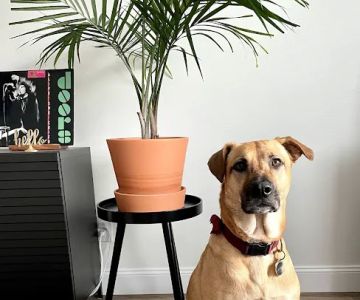 Oakland Veterinary Referral Services
