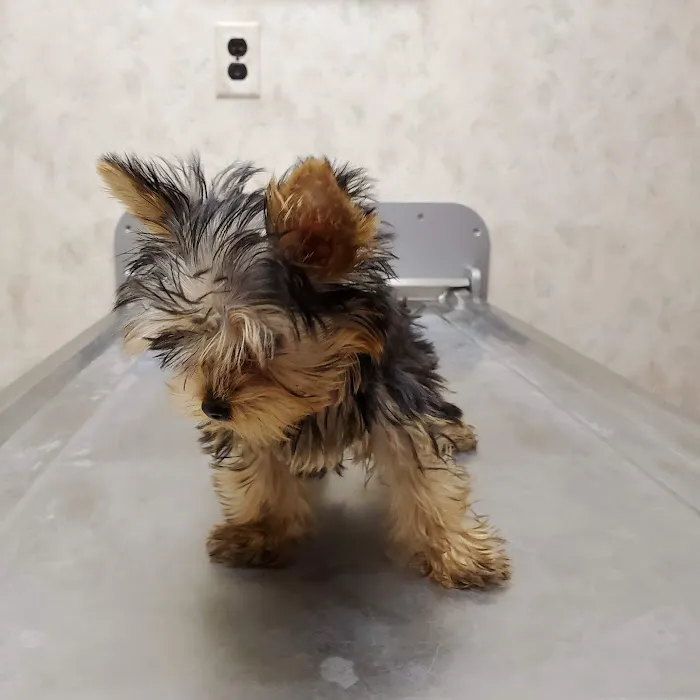 Ross Hospital for Animals 4