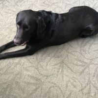 Ross Hospital for Animals ico