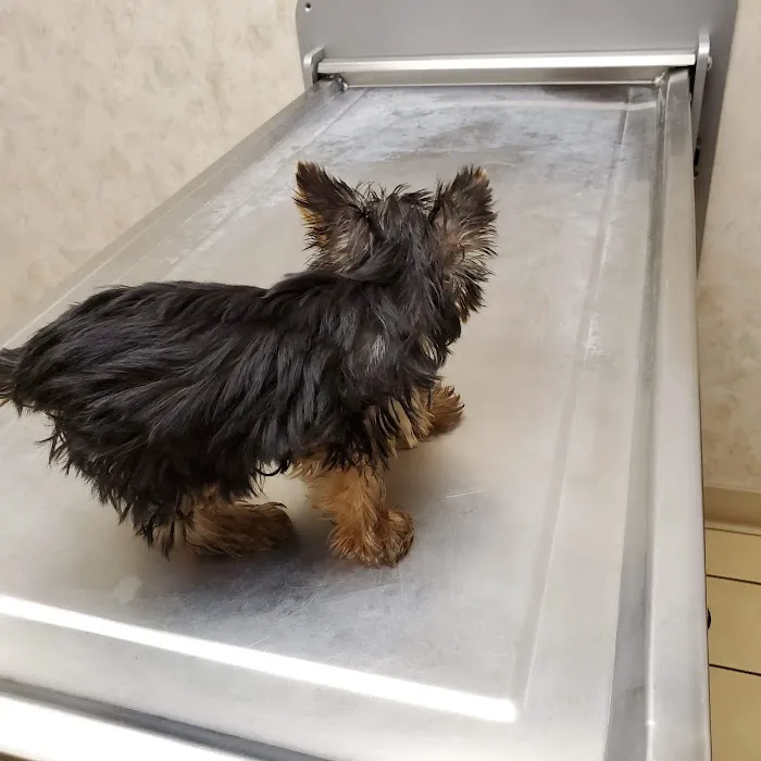 Ross Hospital for Animals 3