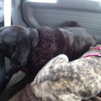 West Bloomfield Veterinarian Hospital ico