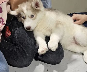 Blue Sky Puppies Nashville Tennessee
