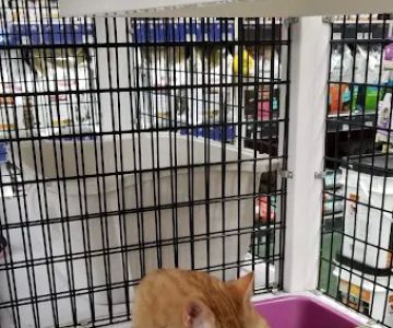 Pet Supermarket