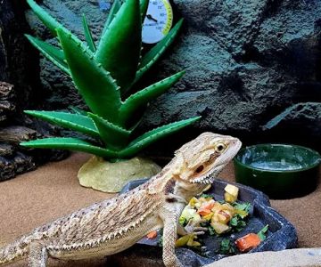 Petco