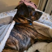 Banfield Pet Hospital ico