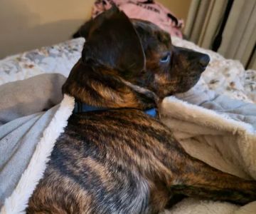 Banfield Pet Hospital