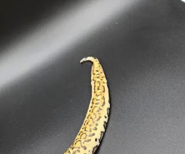 Reptile Collective