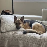 Howdershell Animal Clinic ico