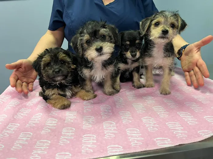 CWE Vet Hospital & Urgent Care 10