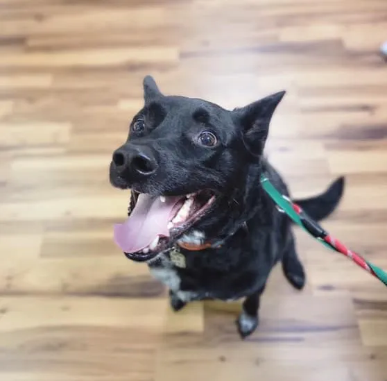 CWE Vet Hospital & Urgent Care 8