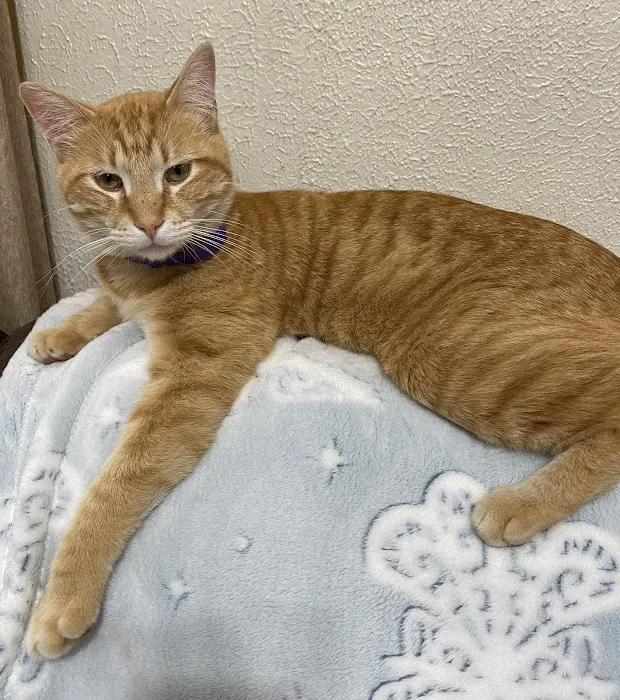 CWE Vet Hospital & Urgent Care 9