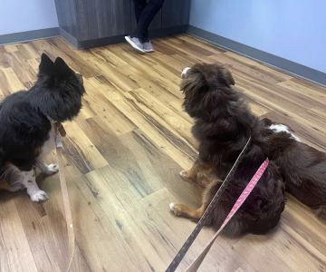 CWE Vet Hospital & Urgent Care