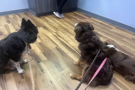 CWE Vet Hospital & Urgent Care