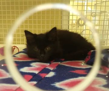 Petco