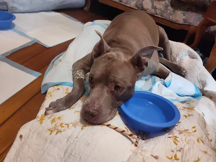 St Louis Veterinary Center 12