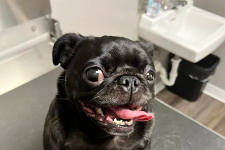 St Louis Veterinary Center