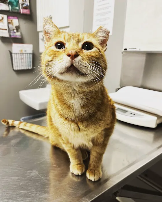 St Louis Veterinary Center 12